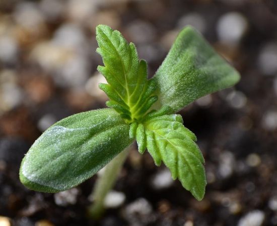 germinacion de semillas de marihuana